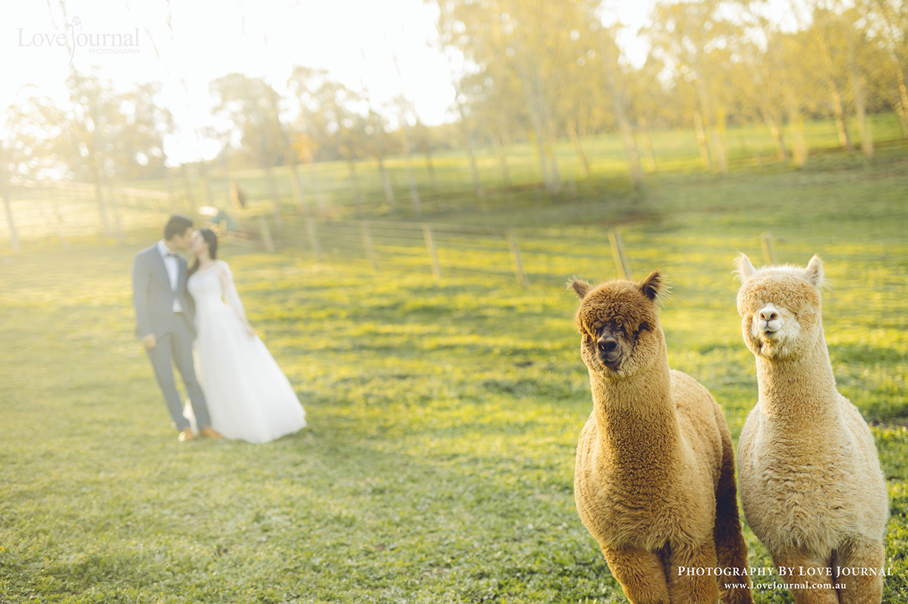 墨尔本私人庄园婚纱摄影
