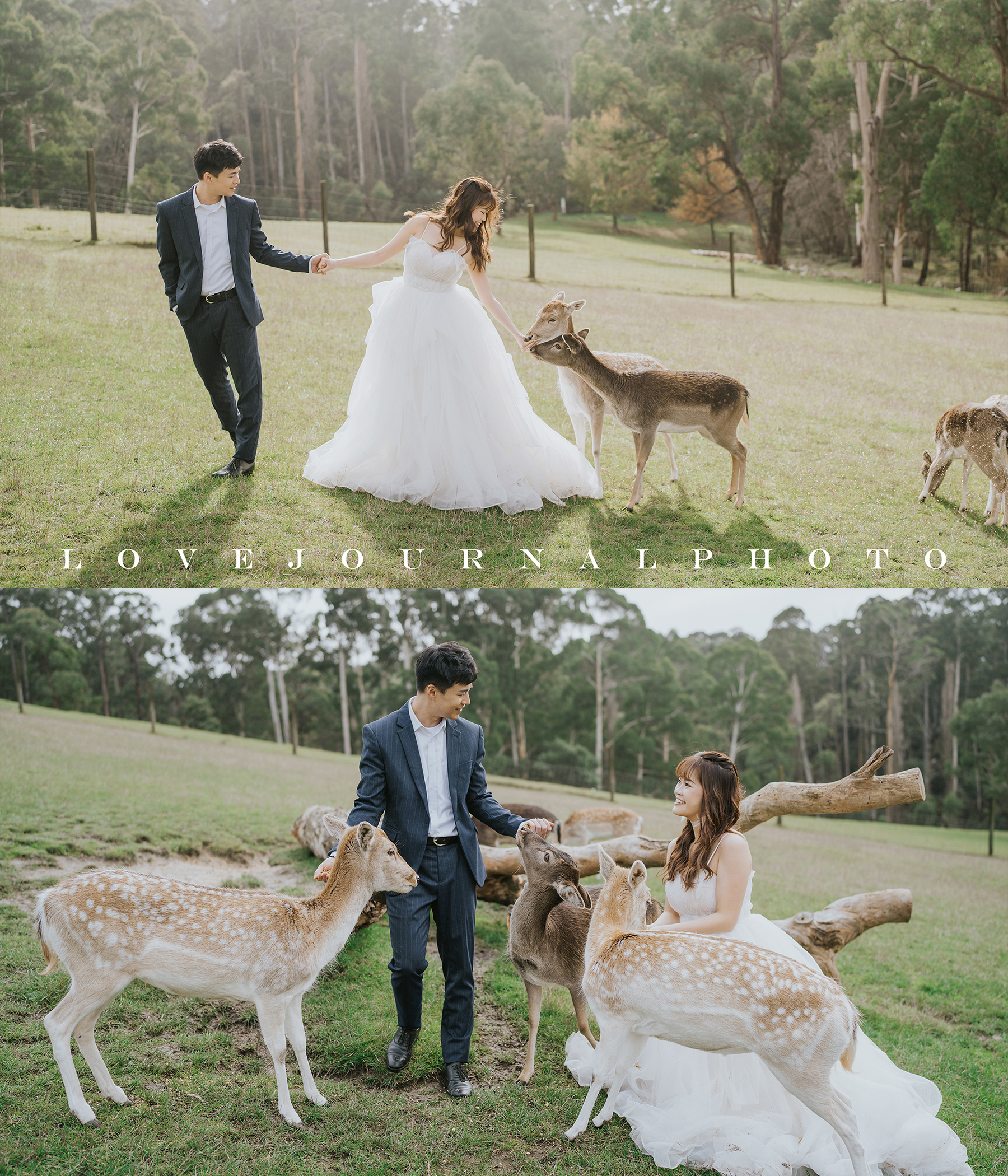 Gum-gully-farm-Deer-farm-pre-wedding-photography