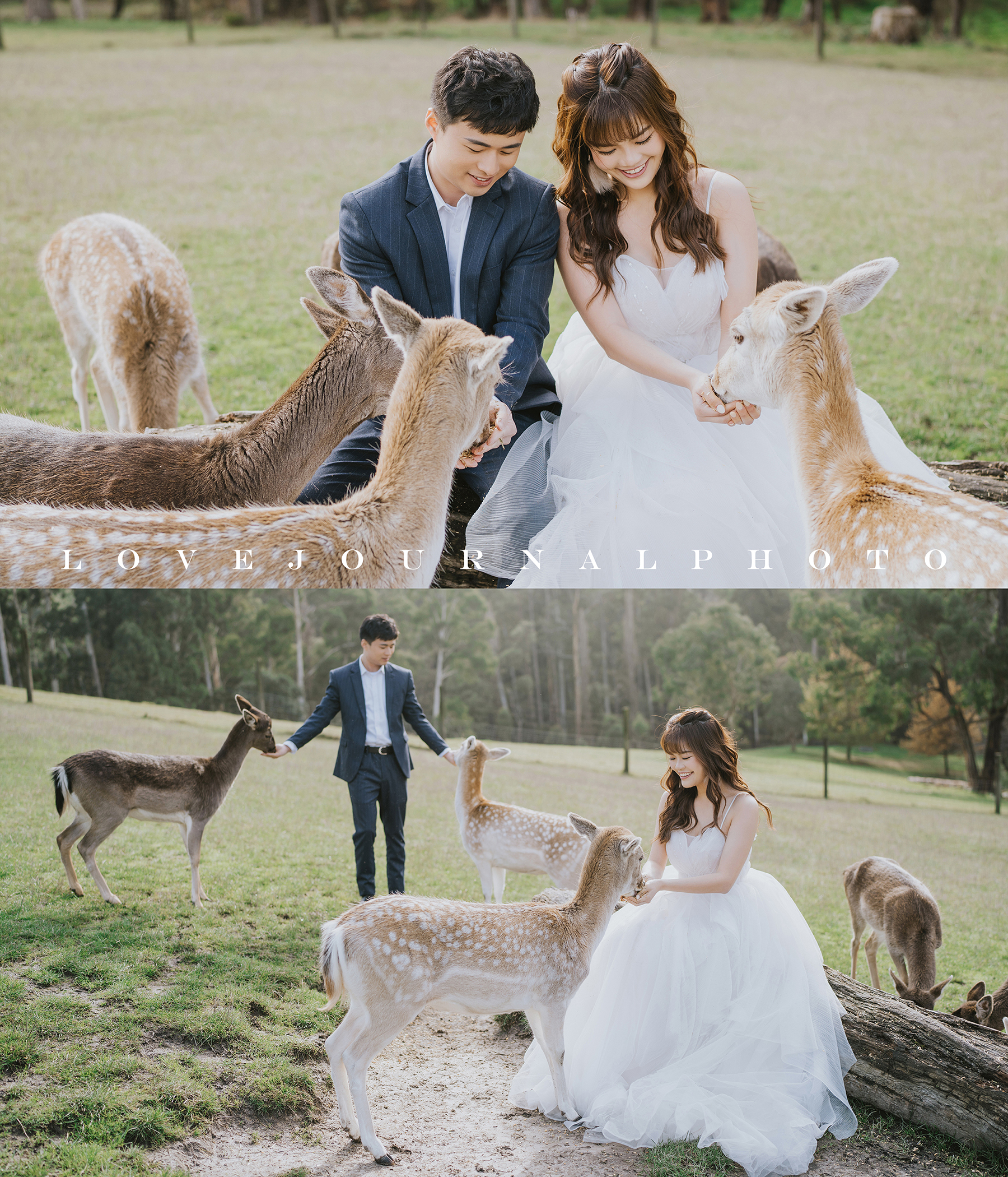 Gum-gully-farm-Deer-farm-pre-wedding-photography