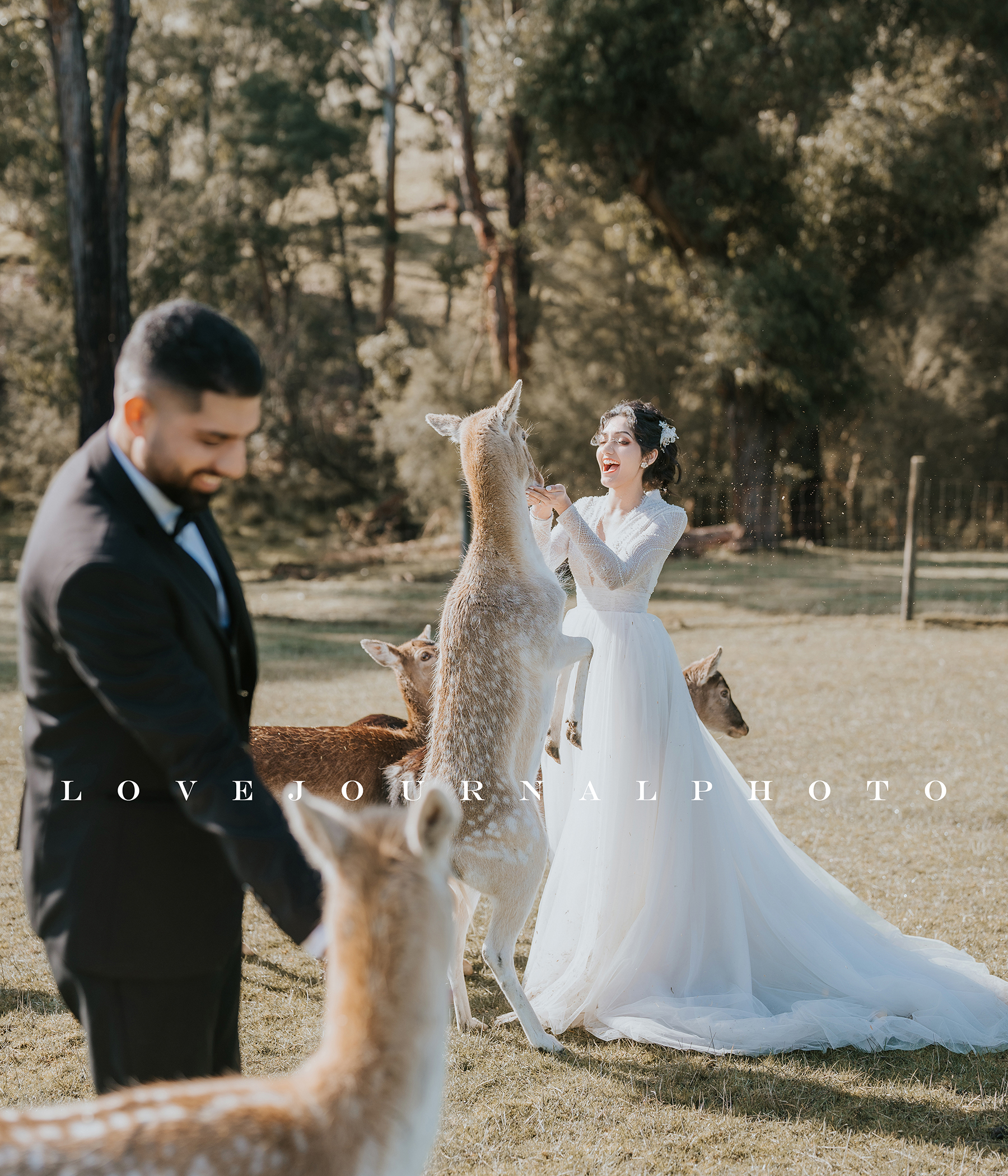 Gum-gully-farm-Deer-farm-pre-wedding-photography