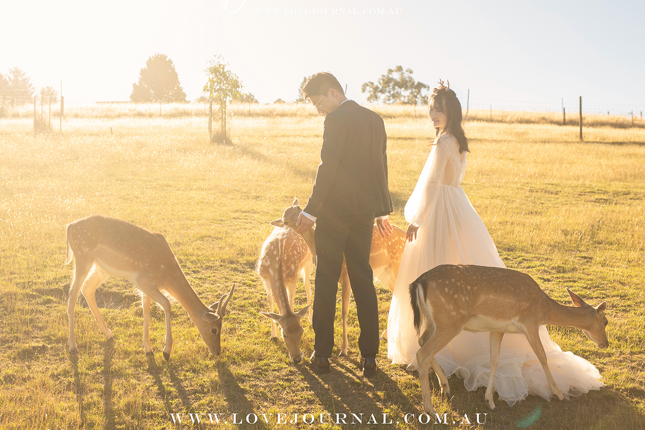 Gum-gully-farm-Deer-farm-pre-wedding-photography