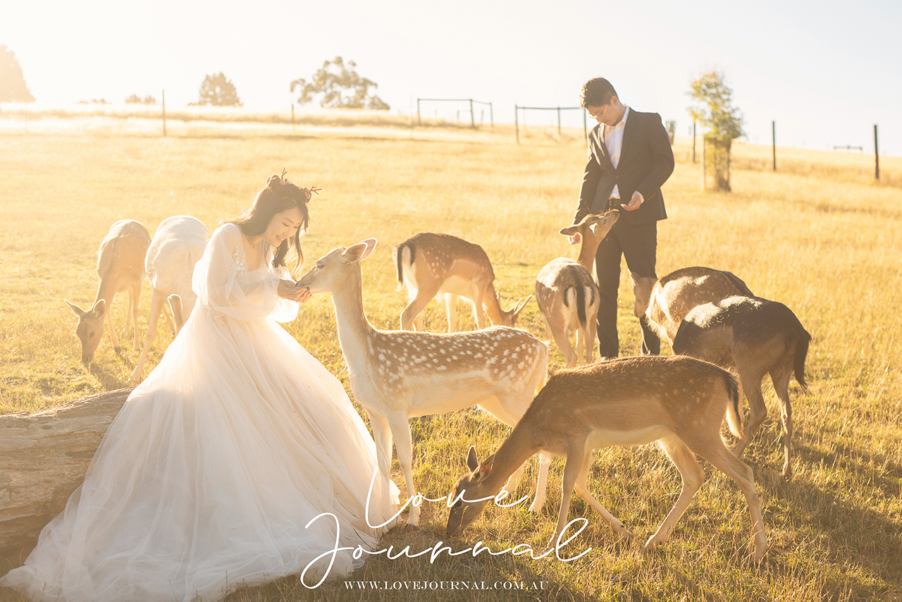 Gum-gully-farm-Deer-farm-pre-wedding-photography
