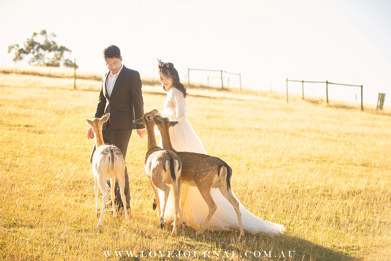 Gum-gully-farm-Deer-farm-pre-wedding-photography