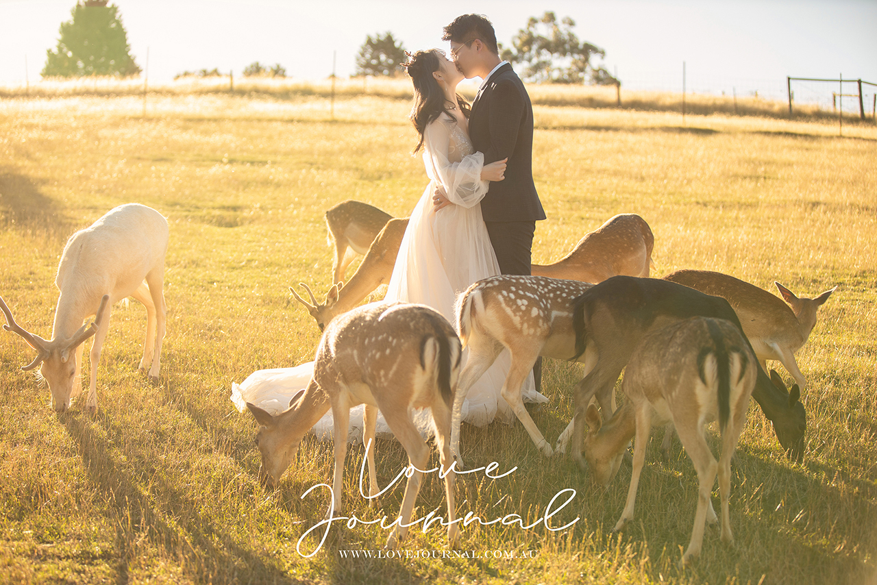 Gum-gully-farm-Deer-farm-pre-wedding-photography