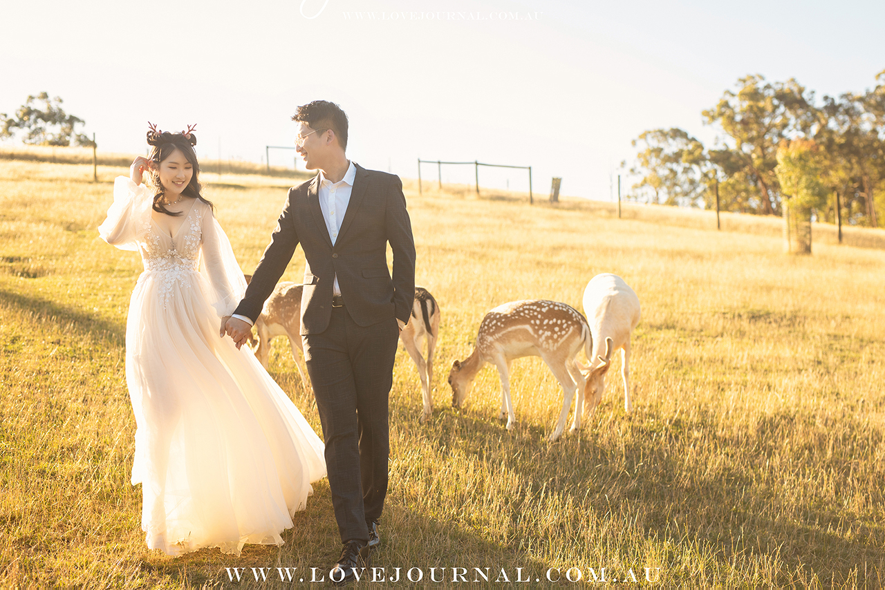 Gum-gully-farm-Deer-farm-pre-wedding-photography