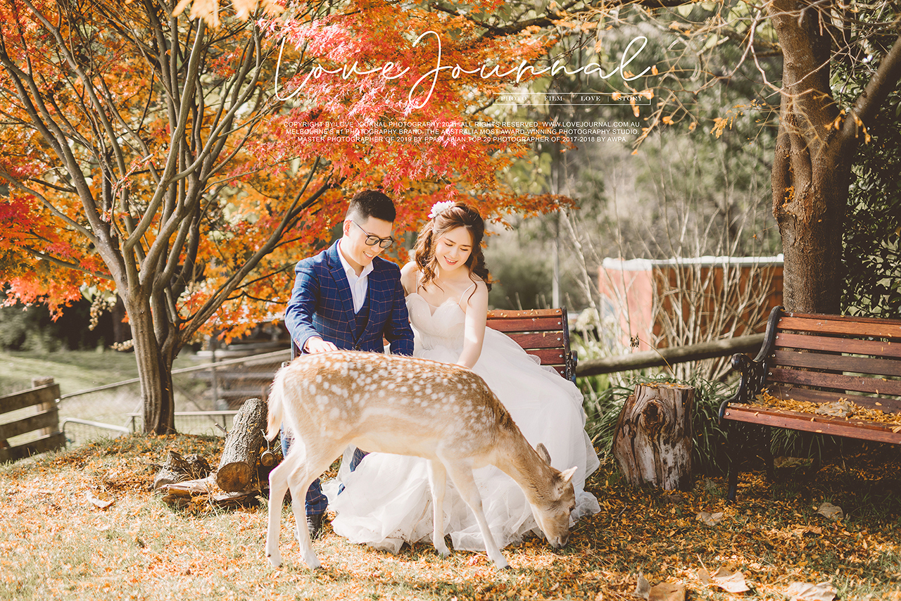 Gum-gully-farm-Deer-farm-pre-wedding-photography