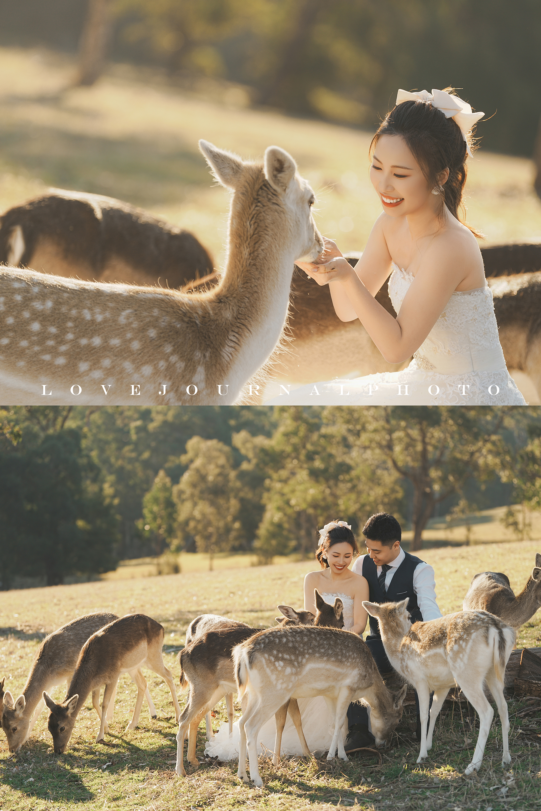 Gum-gully-farm-Deer-farm-pre-wedding-photography