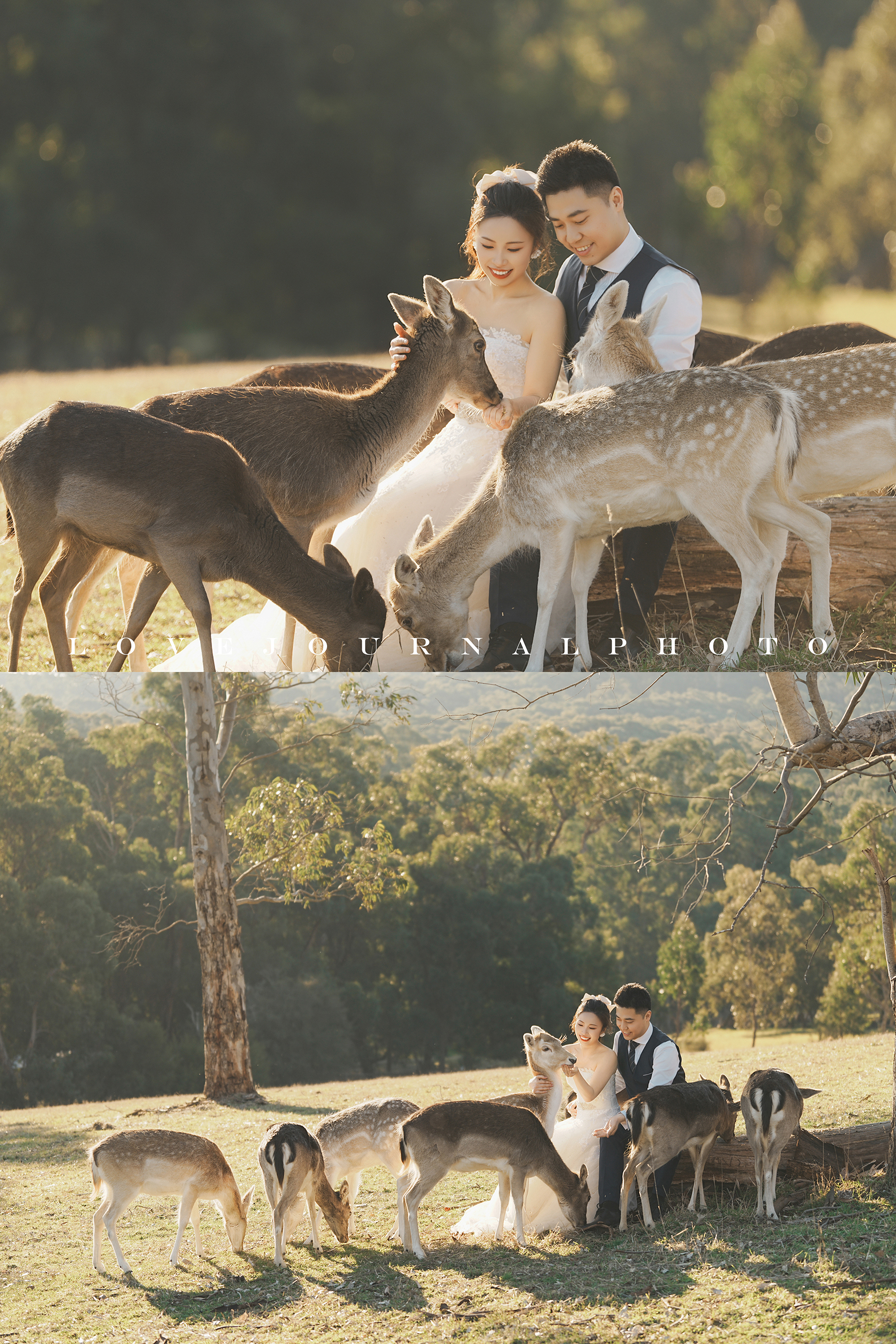 Gum-gully-farm-Deer-farm-pre-wedding-photography