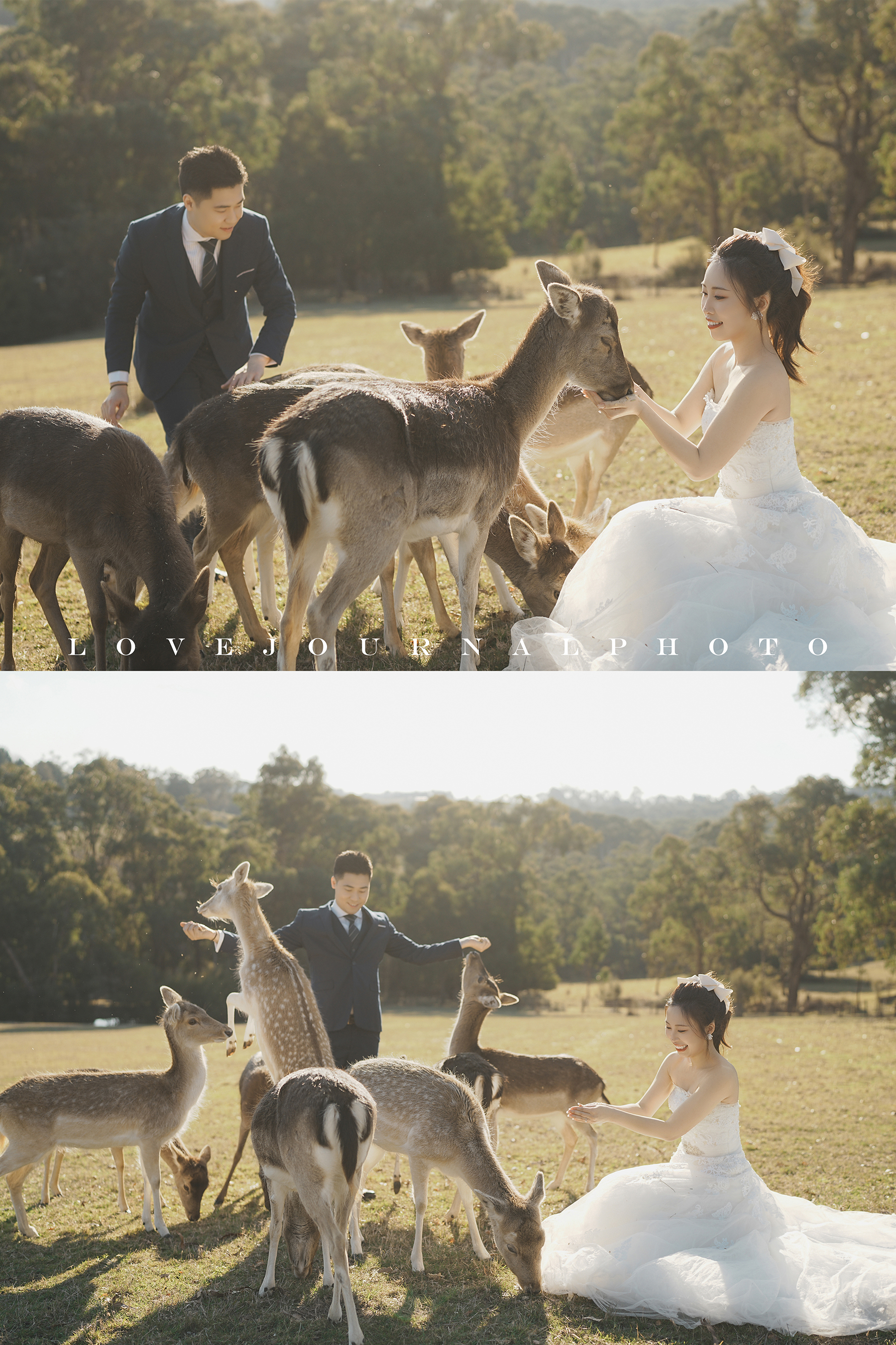 Gum-gully-farm-Deer-farm-pre-wedding-photography