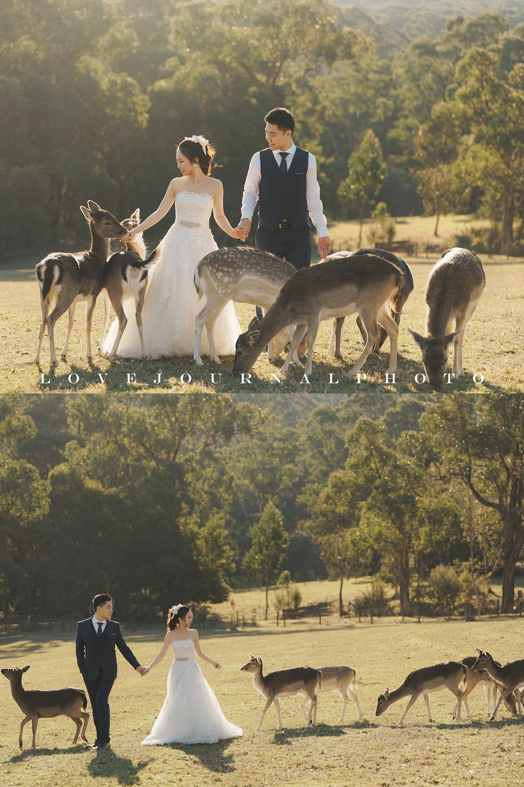 Gum-gully-farm-Deer-farm-pre-wedding-photography